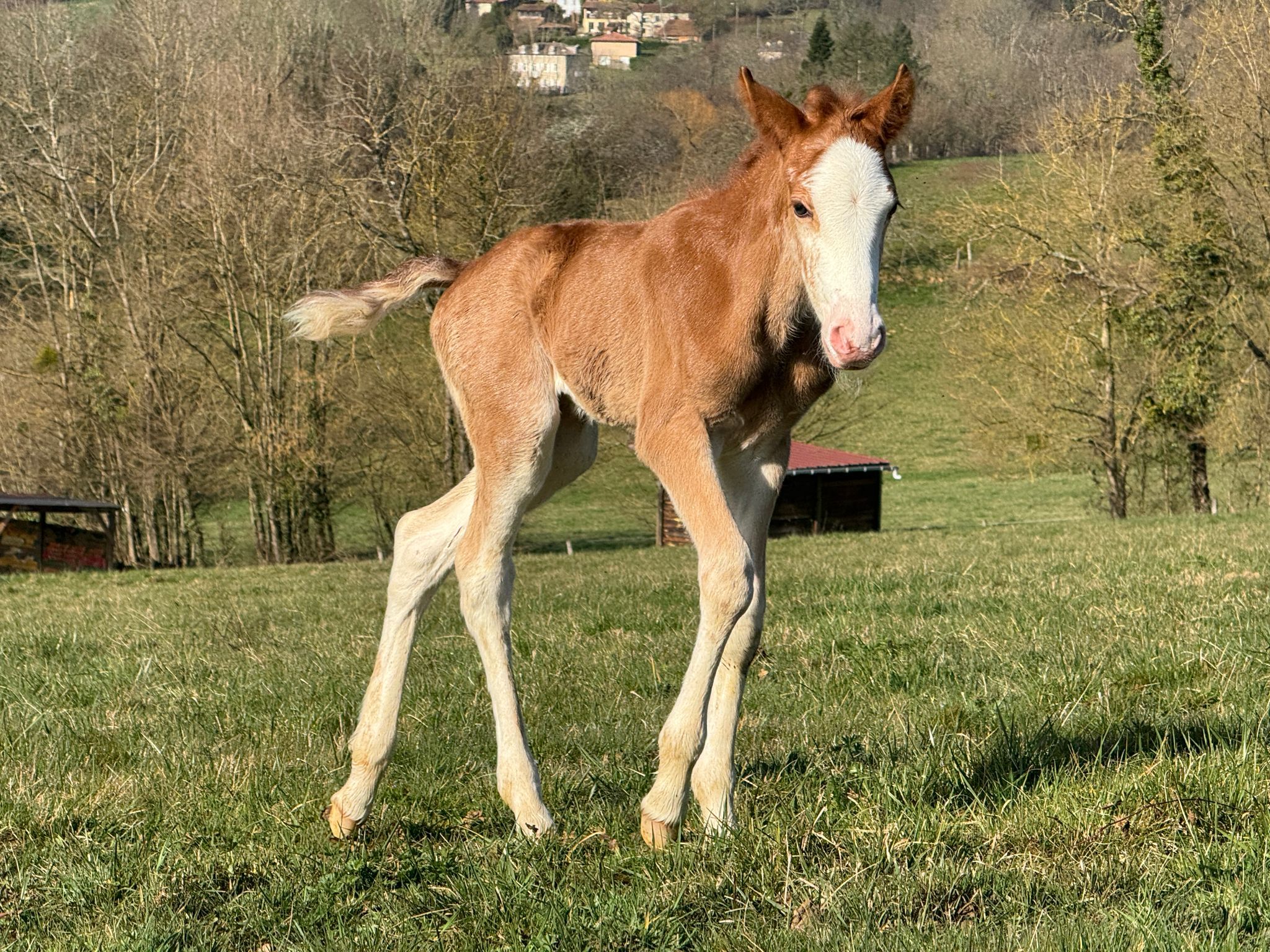 Qawa Paloumere